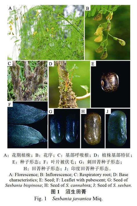 沼生田菁|上海数字植物志